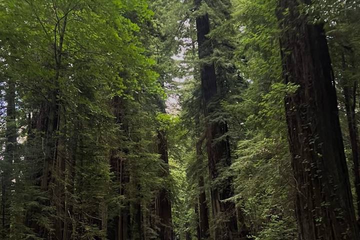 Northern California Road Trips: Redwoods, Coast and Shasta