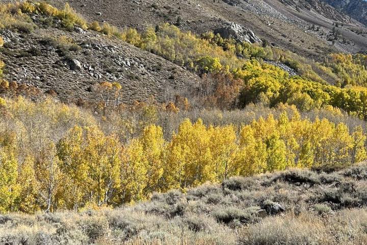 Eastern Sierra Fall Colors: Where and When to Go