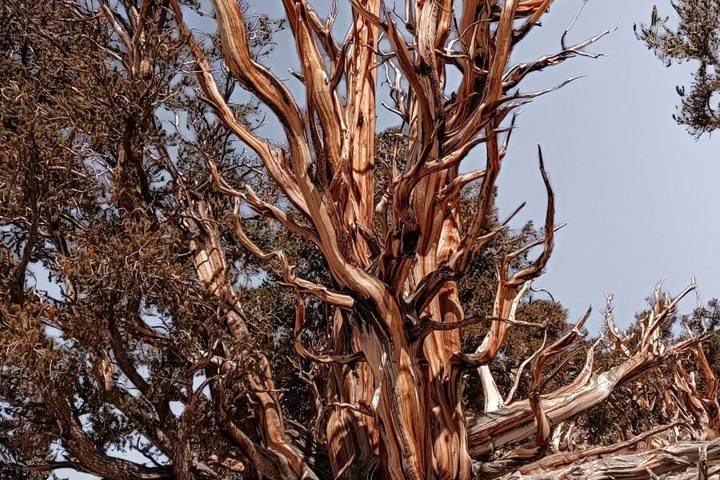 How to Visit the Ancient Bristlecone Pine Forest