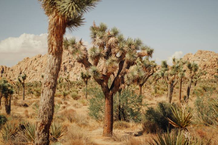 Southern California Desert Loop: Palm Springs, Joshua Tree, and Anza-Borrego
