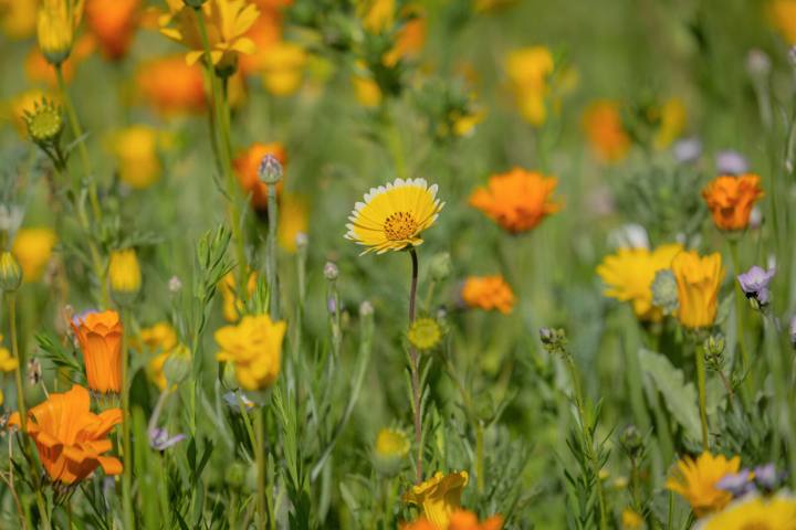 California Wildflowers: Where and When to See a Superbloom