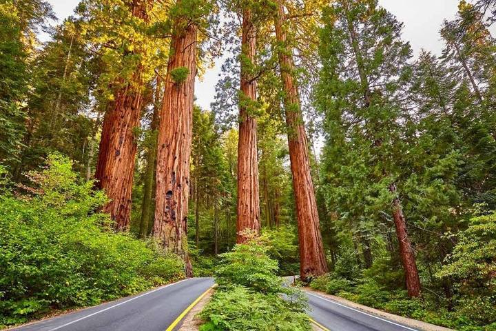 California Road Trips: Itineraries by Region and Season