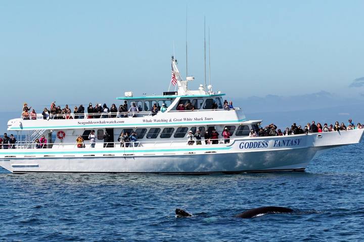 California Whale Watching Guide: Best Seasons and Ports