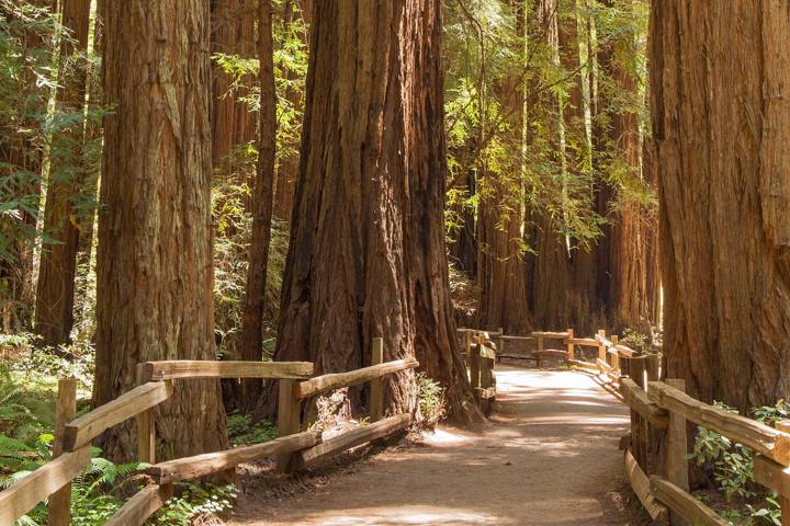 Muir Woods and Sausalito Day Trip from San Francisco