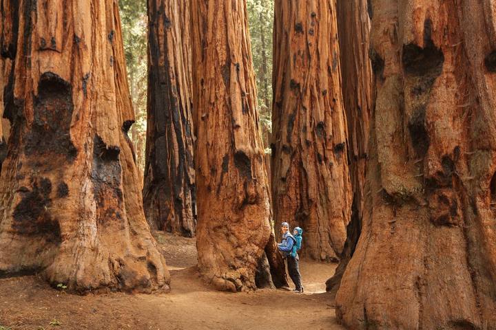 Where to See Giant Sequoias in California: Best Groves