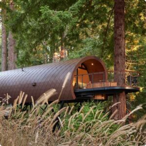 California Forest
