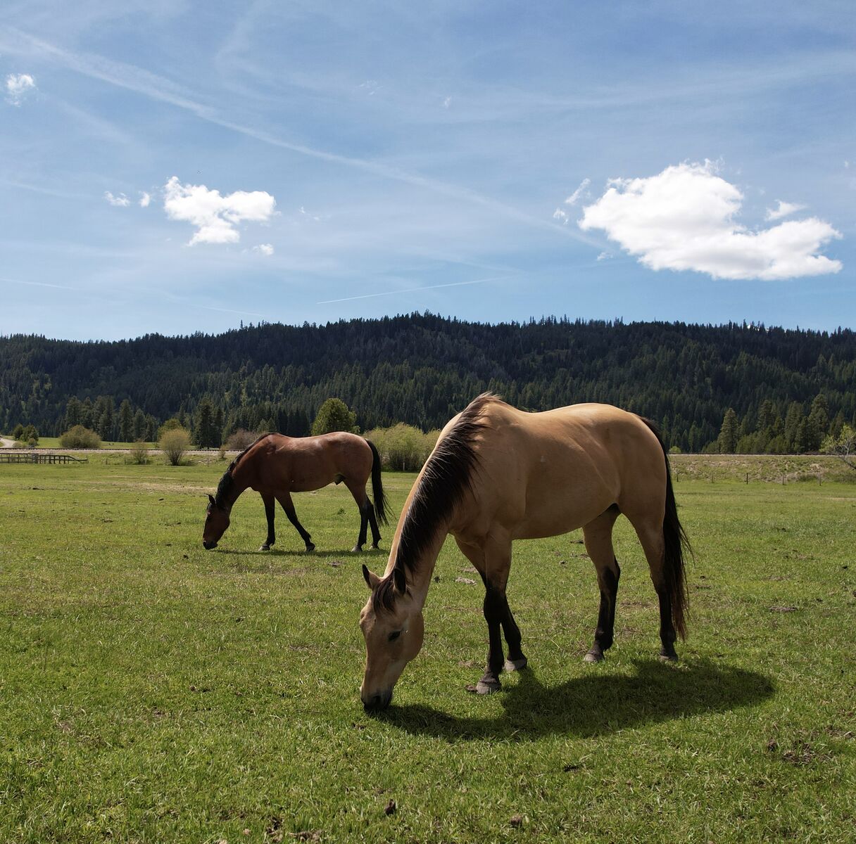 Idaho