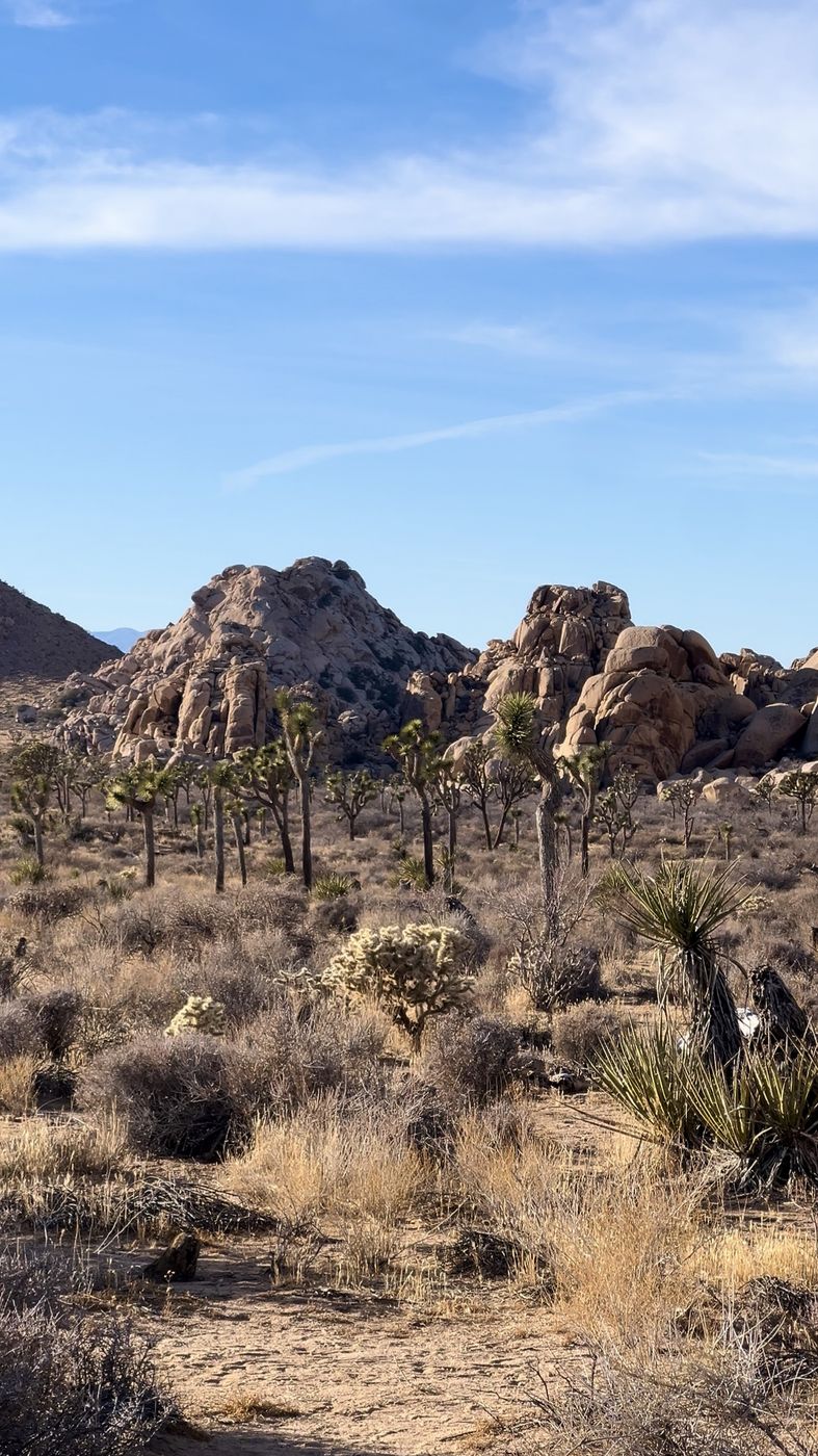 Joshua Tree