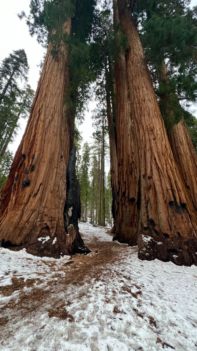 Sequoia
