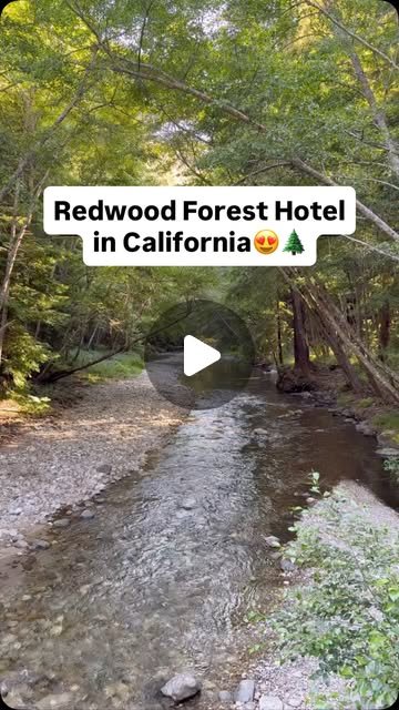 Cabins in a redwood grove