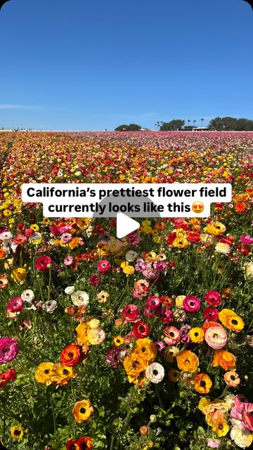 The Flower Fields in bloom