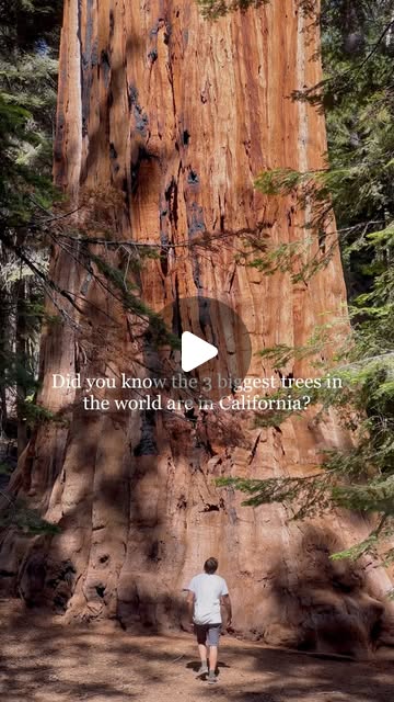 The 10 biggest sequoias to see
