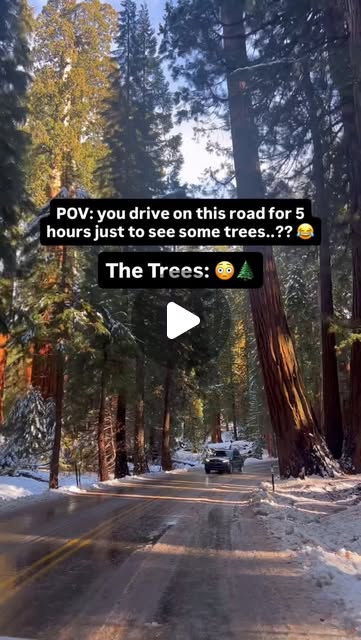 General Sherman, and nine more giants