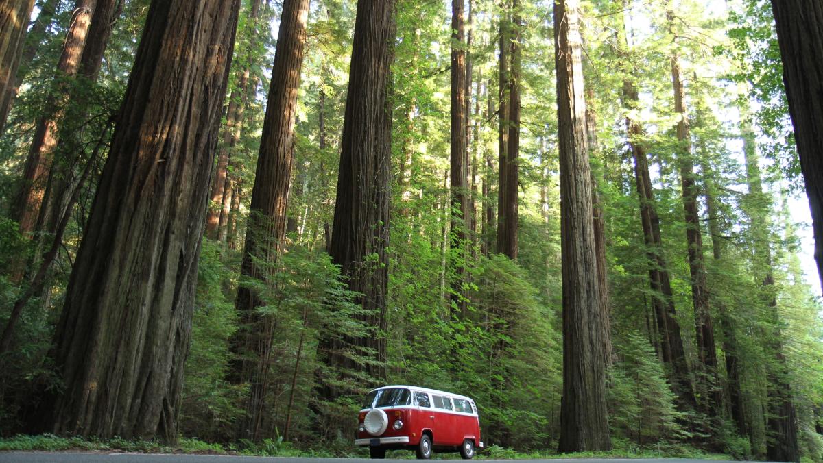 Avenue of the Giants & Humboldt Redwoods State Park