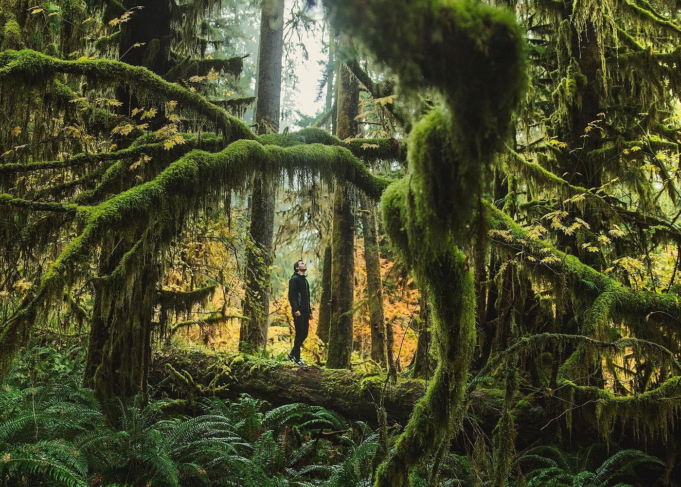 Best of Olympic National Park from Seattle: All-Inclusive Small-Group Day Tour