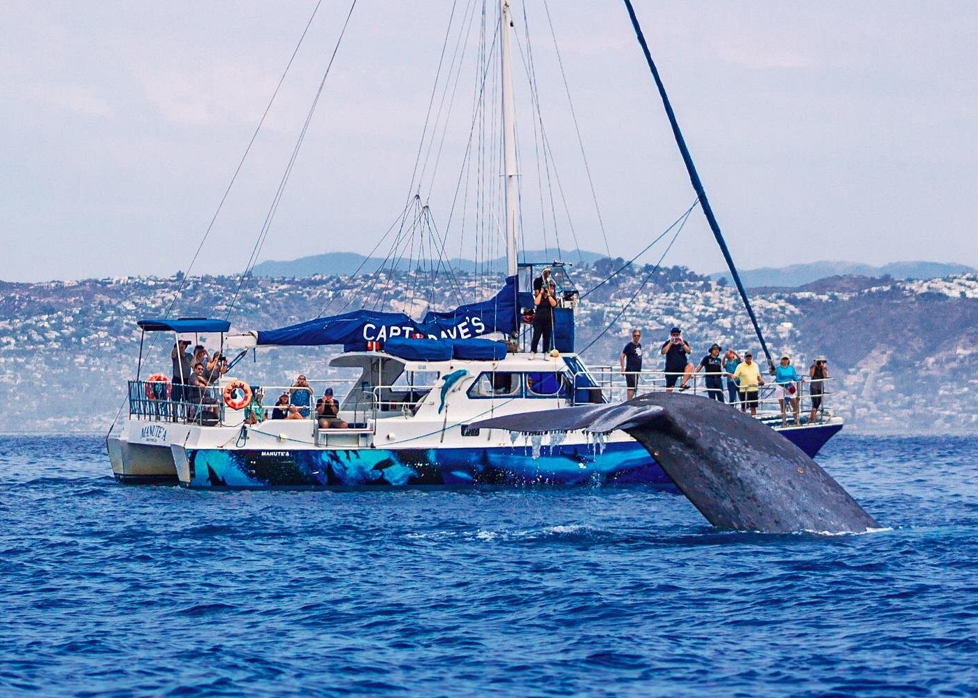 Dolphin and Whale Watching with Underwater Viewing