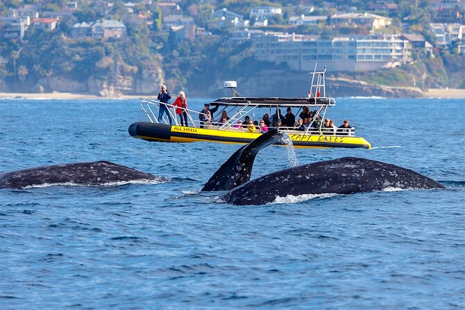 Up-Close Dolphin & Whale Watching Zodiac Adventure