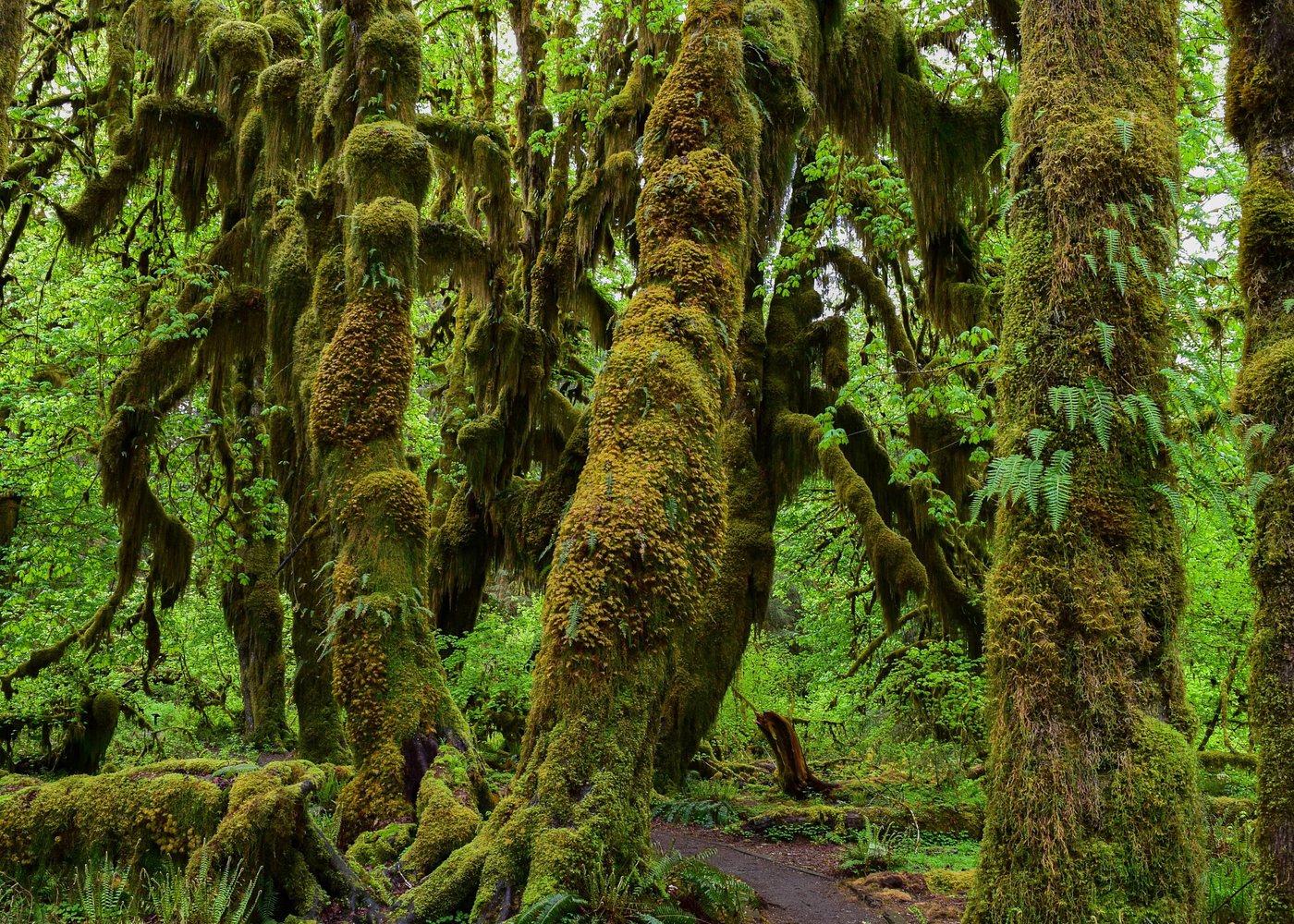 Hoh Rain Forest and Rialto Beach Guided Tour in Olympic National Park