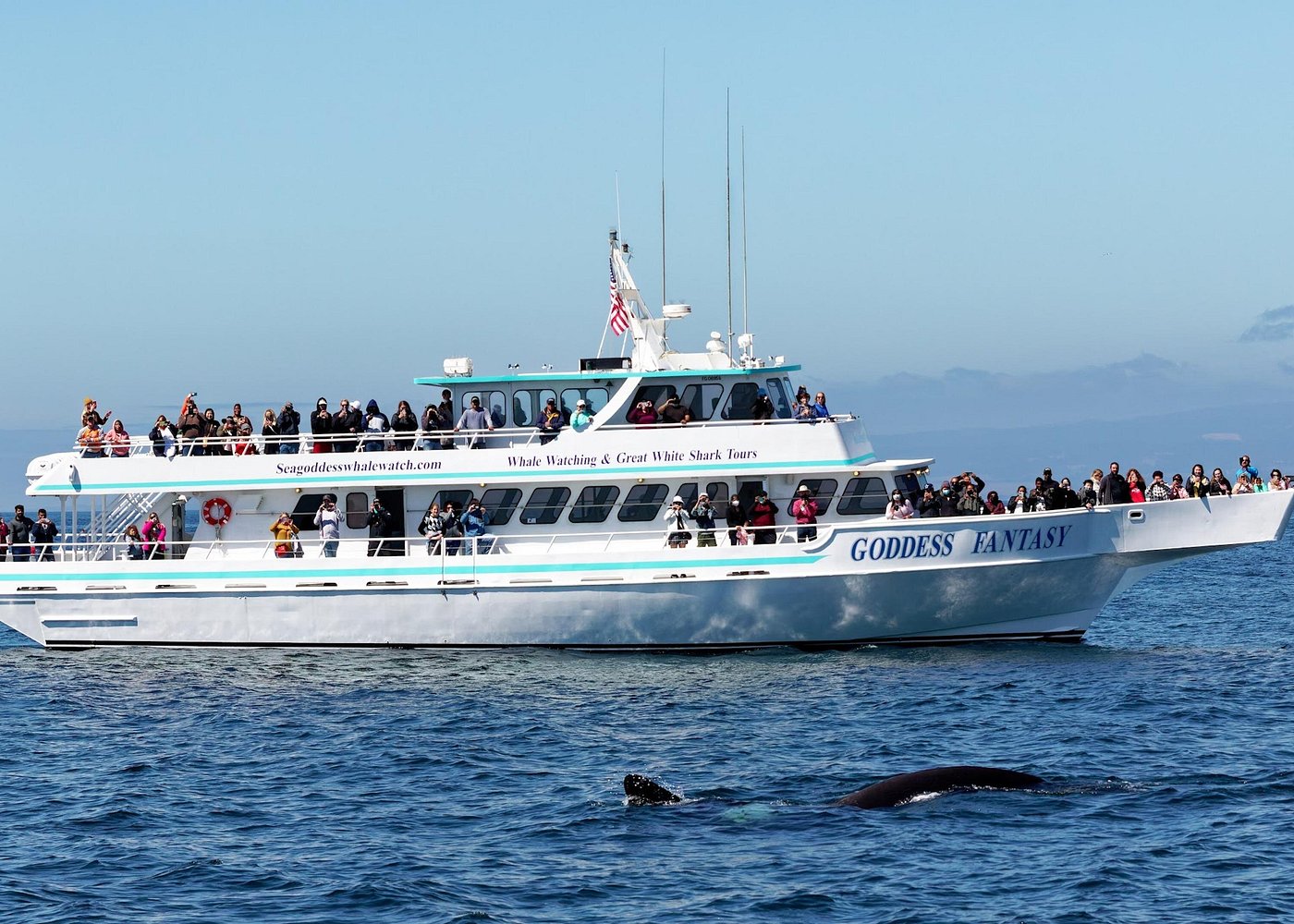 Monterey Bay Whale Watching