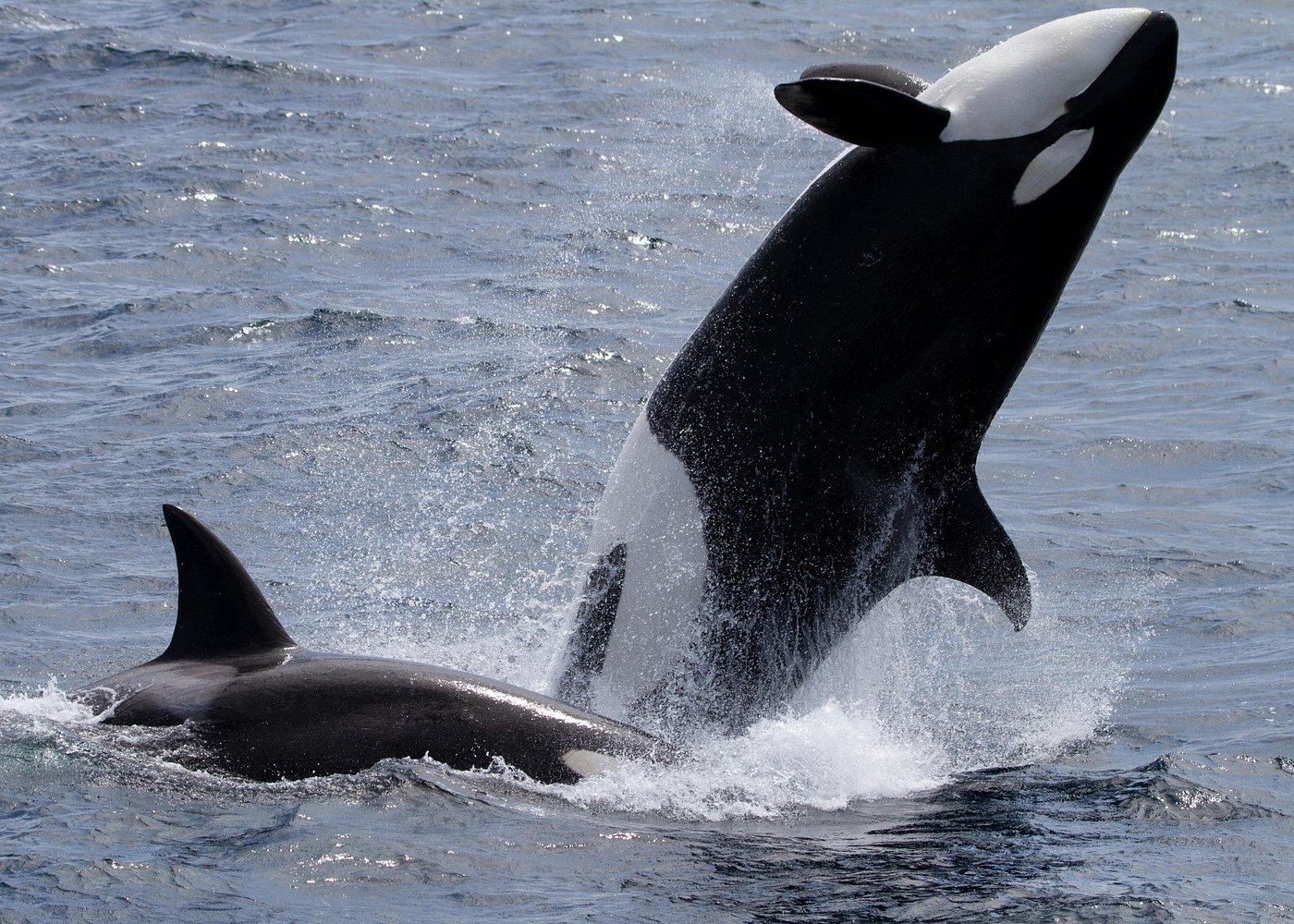Monterey Whale Watching Tour