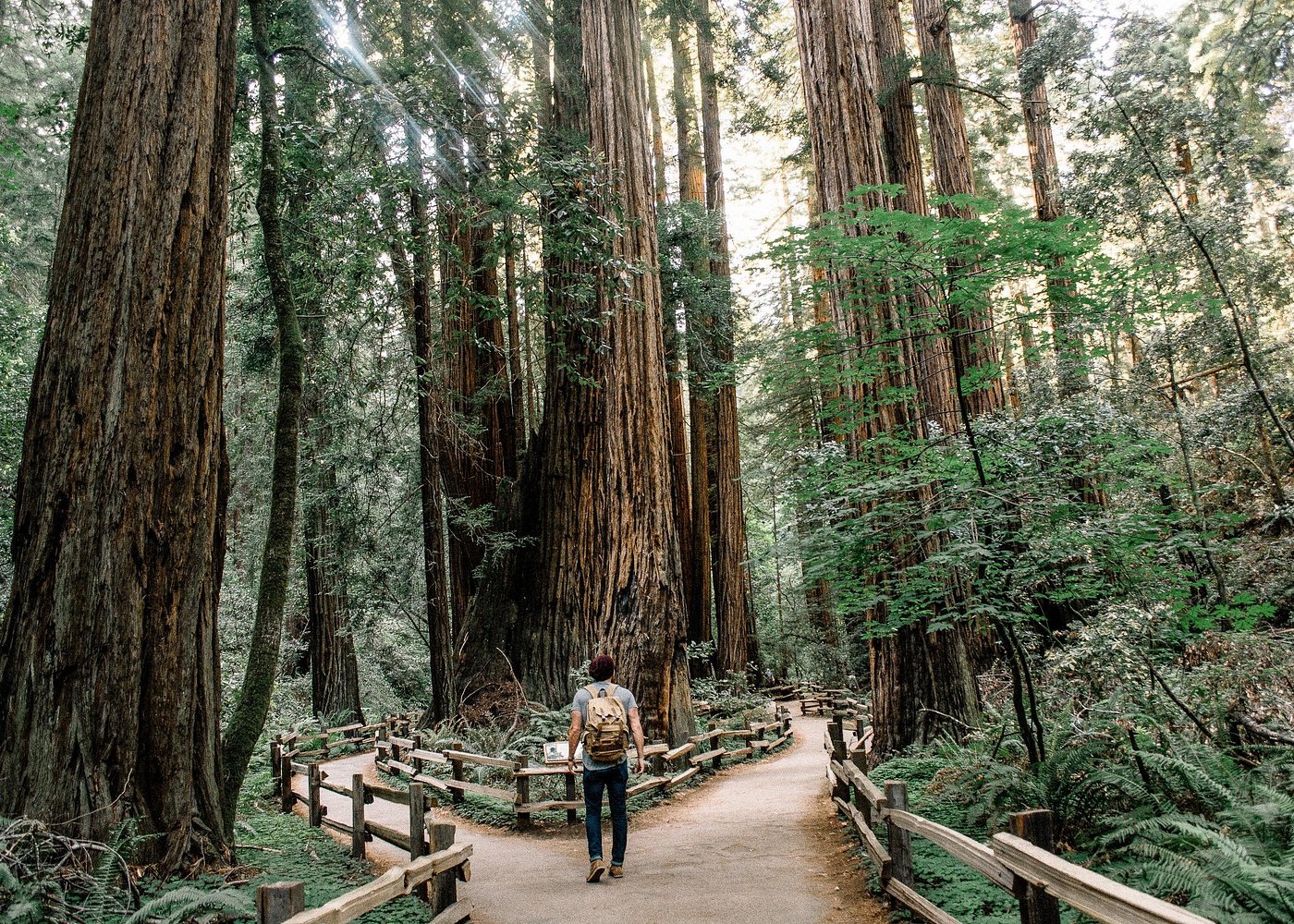 Muir Woods, Sausalito and Optional Alcatraz Tour