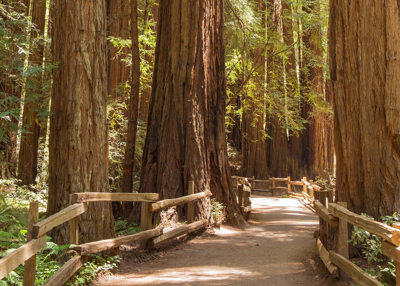 Muir Woods and Sausalito Small Group Tour
