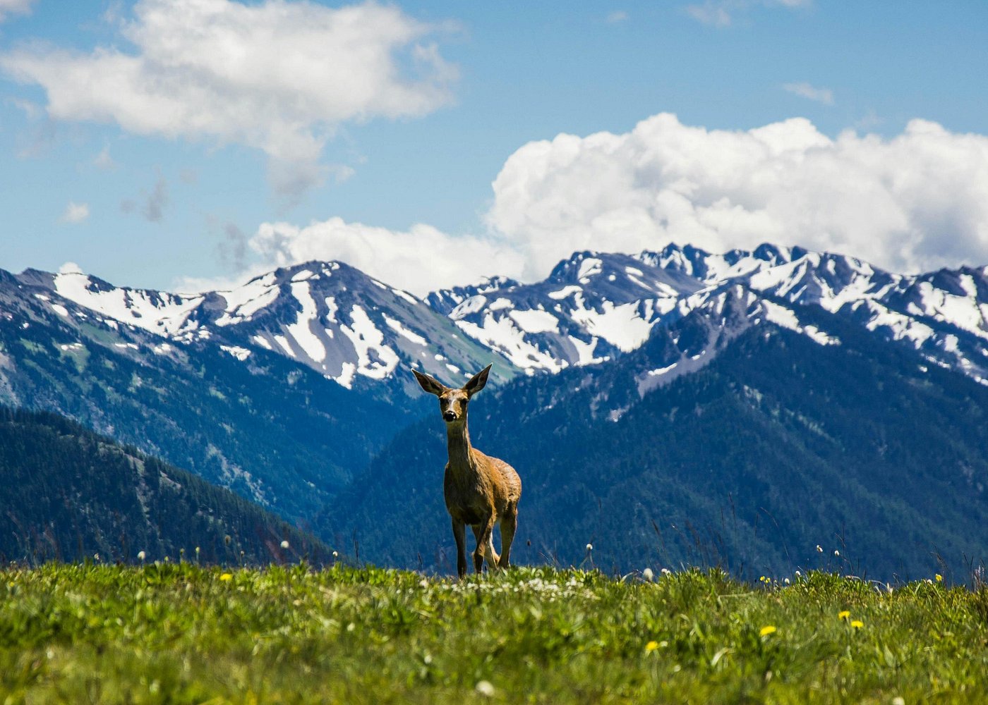Olympic National Park Small Group Day Tour w/Scenic Ferry 2CanGo