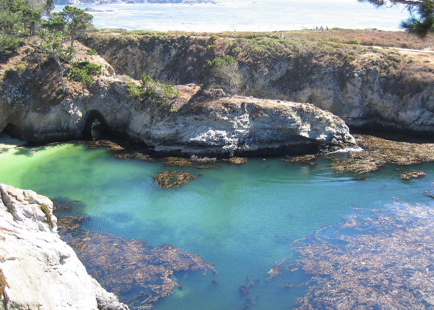 Guided 2-Hour Point Lobos Nature Walk
