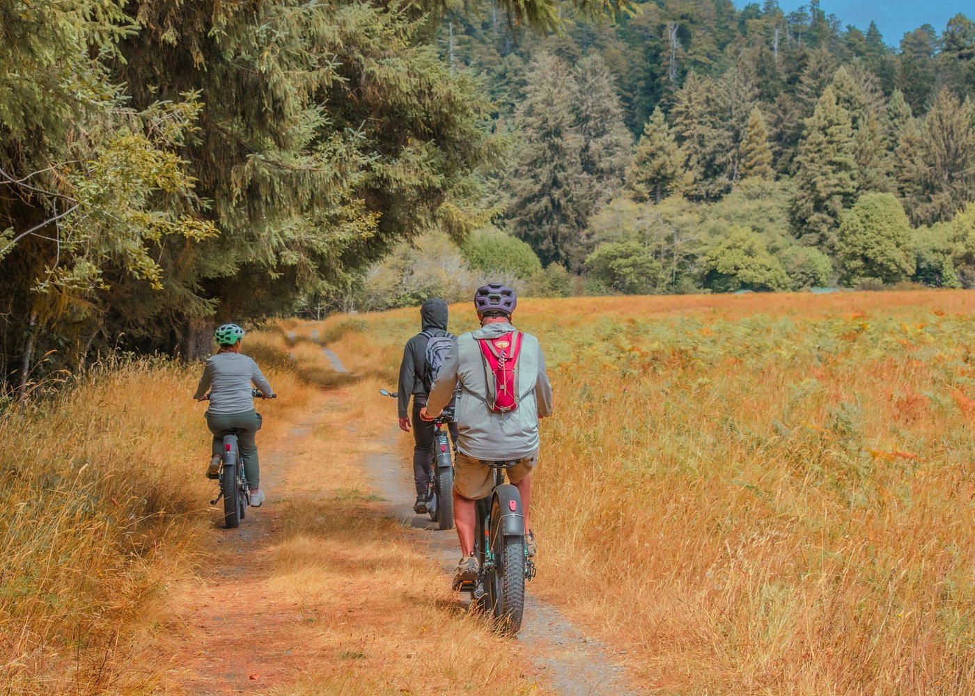 4 Hour Redwood National and State Park E-Bike Adventure