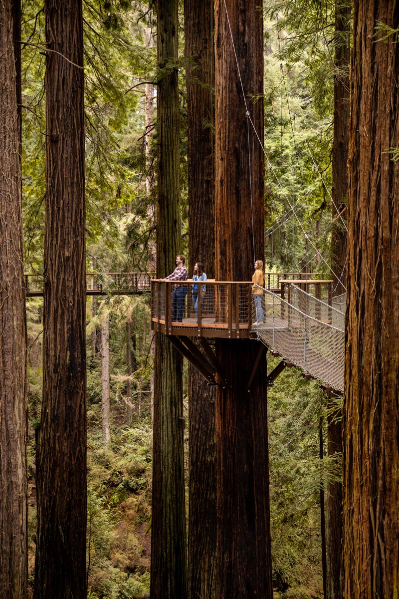 Redwood Sky Walk