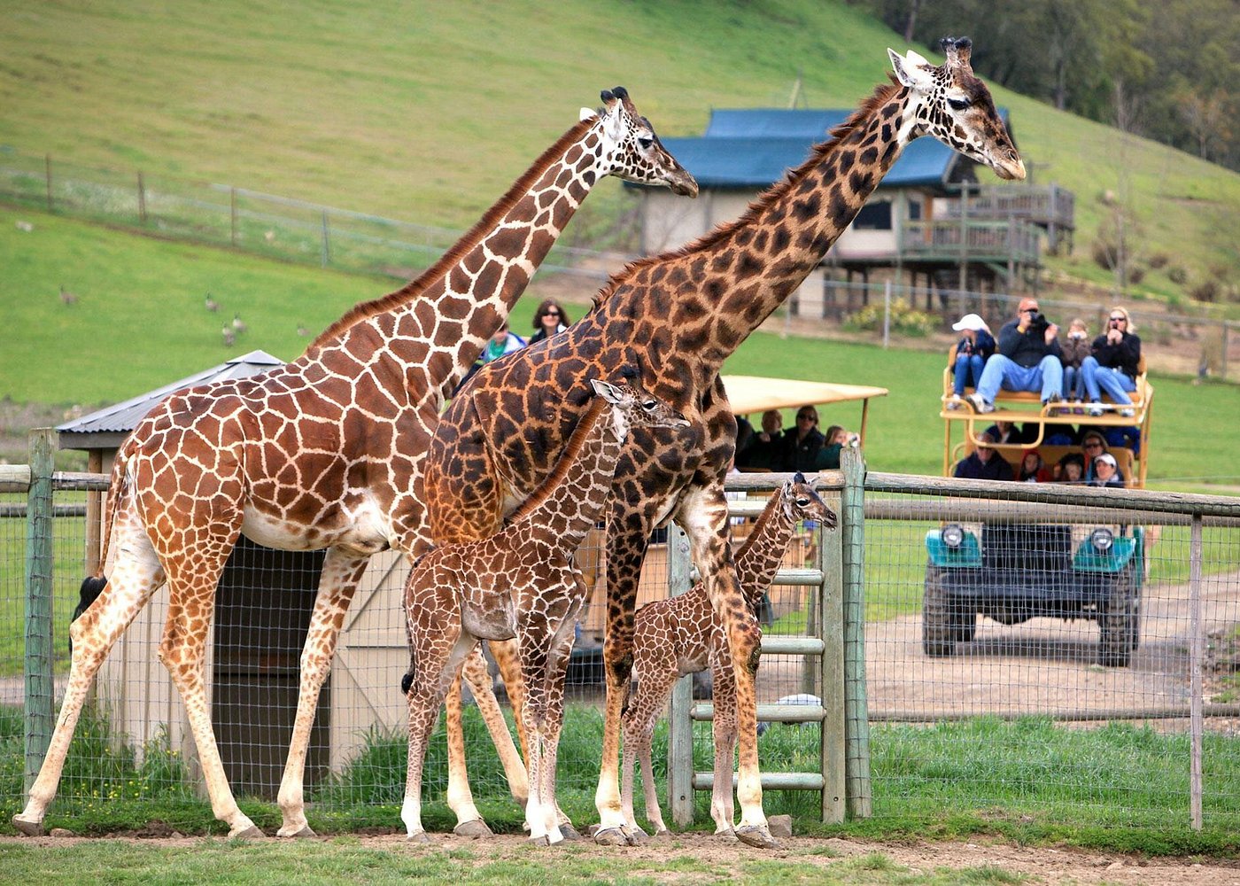 Safari West Sonoma Adventure Tour