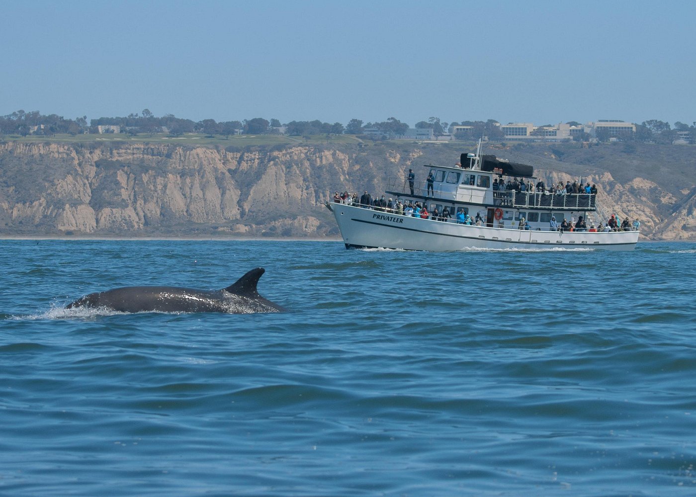San Diego Whale Watching & Dolphin Cruise