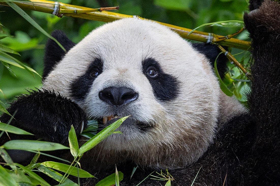 San Diego Zoo 1-Day Pass: Any Day Ticket