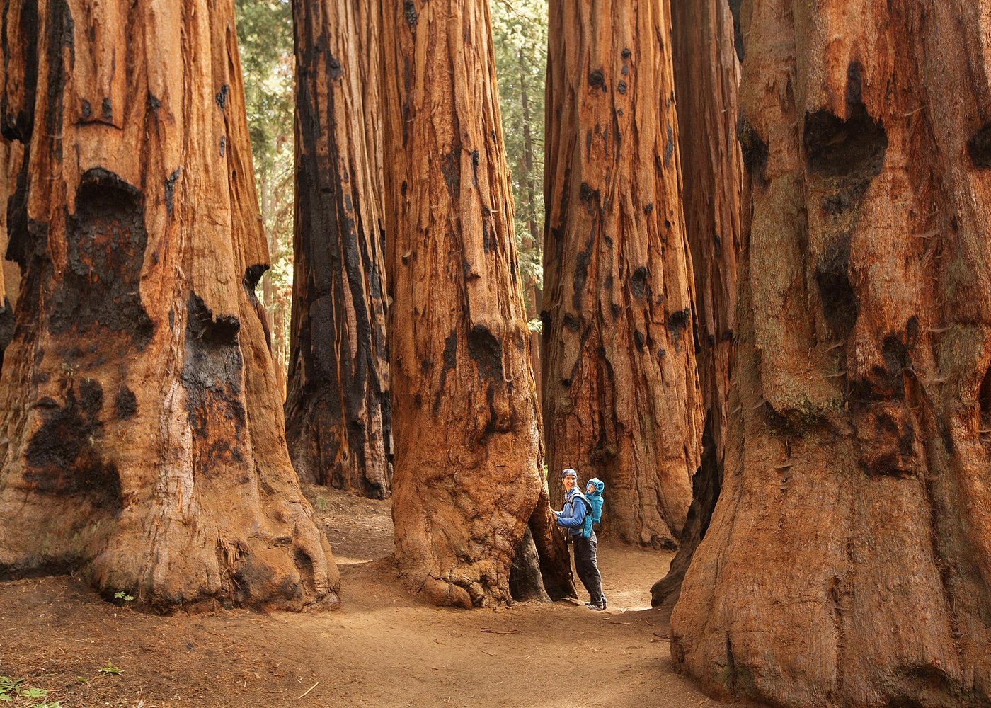 Sequoia National Park Small-Group Tour from Three Rivers