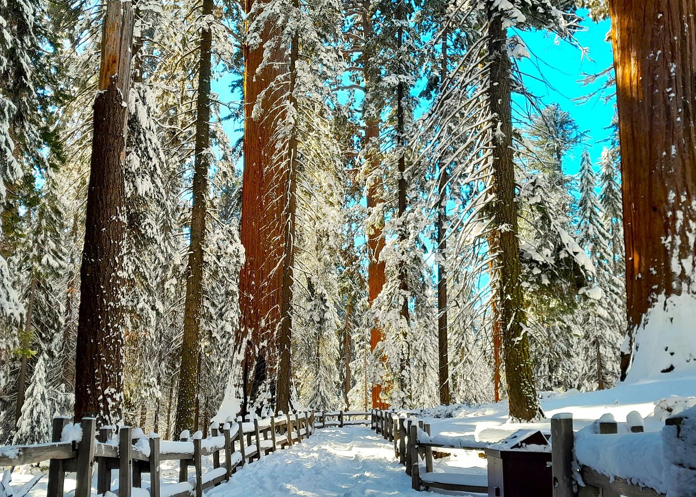 5-Star Rated Sequoia Winter Tour