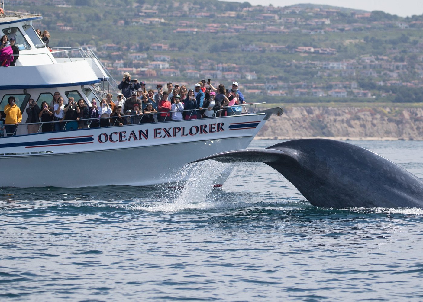 Whale-Watching Cruise